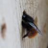 Osmia cornuta